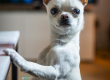 DSC_2794-kopiera-2